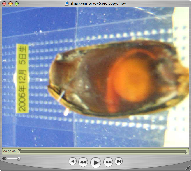 動画の縦横変換 Windows以外の場合 404 Blog Not Found