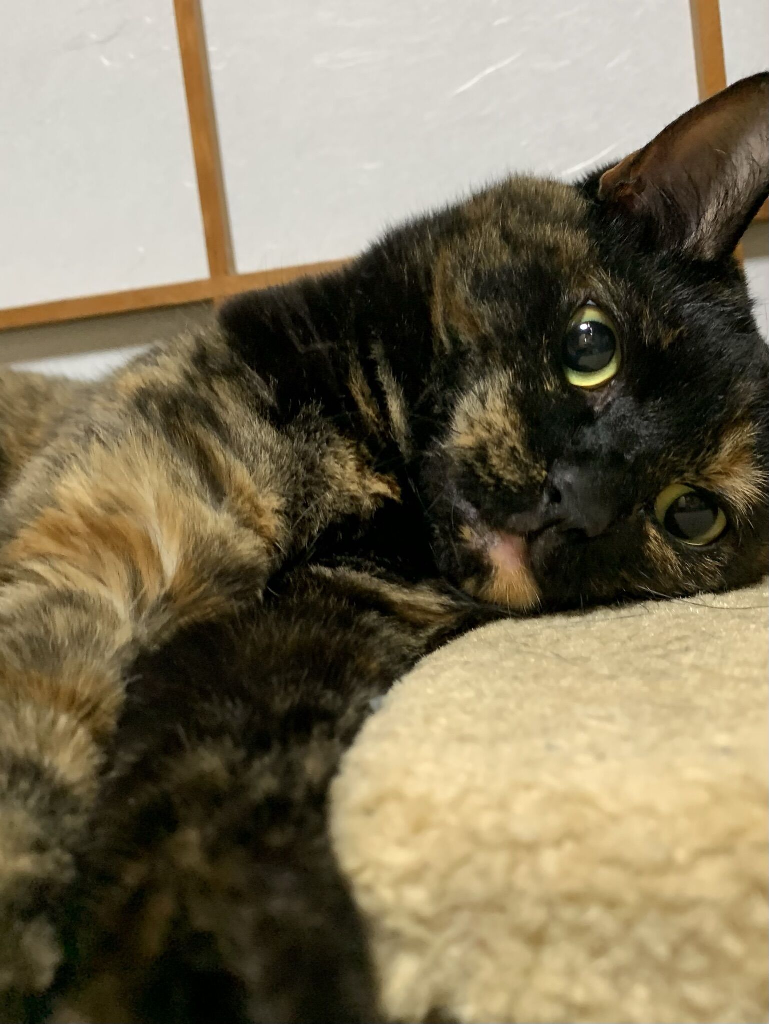 サビ猫と私 風の吹くまま吹かぬまま