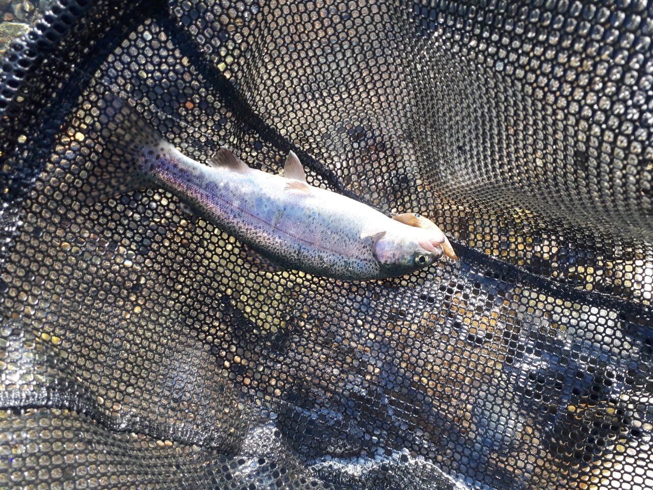 ディスプラウト「スーパーアンディーンsa51UL-H」☆ : 水分だっぷり