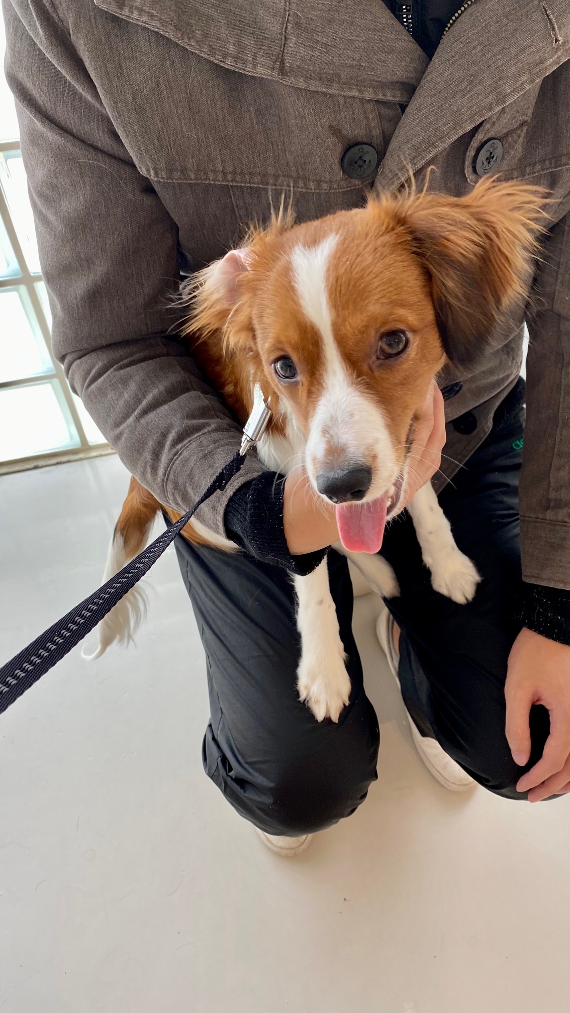 ある日の病院 お散歩解禁 コイケル犬の真朱 マシュマロの樹