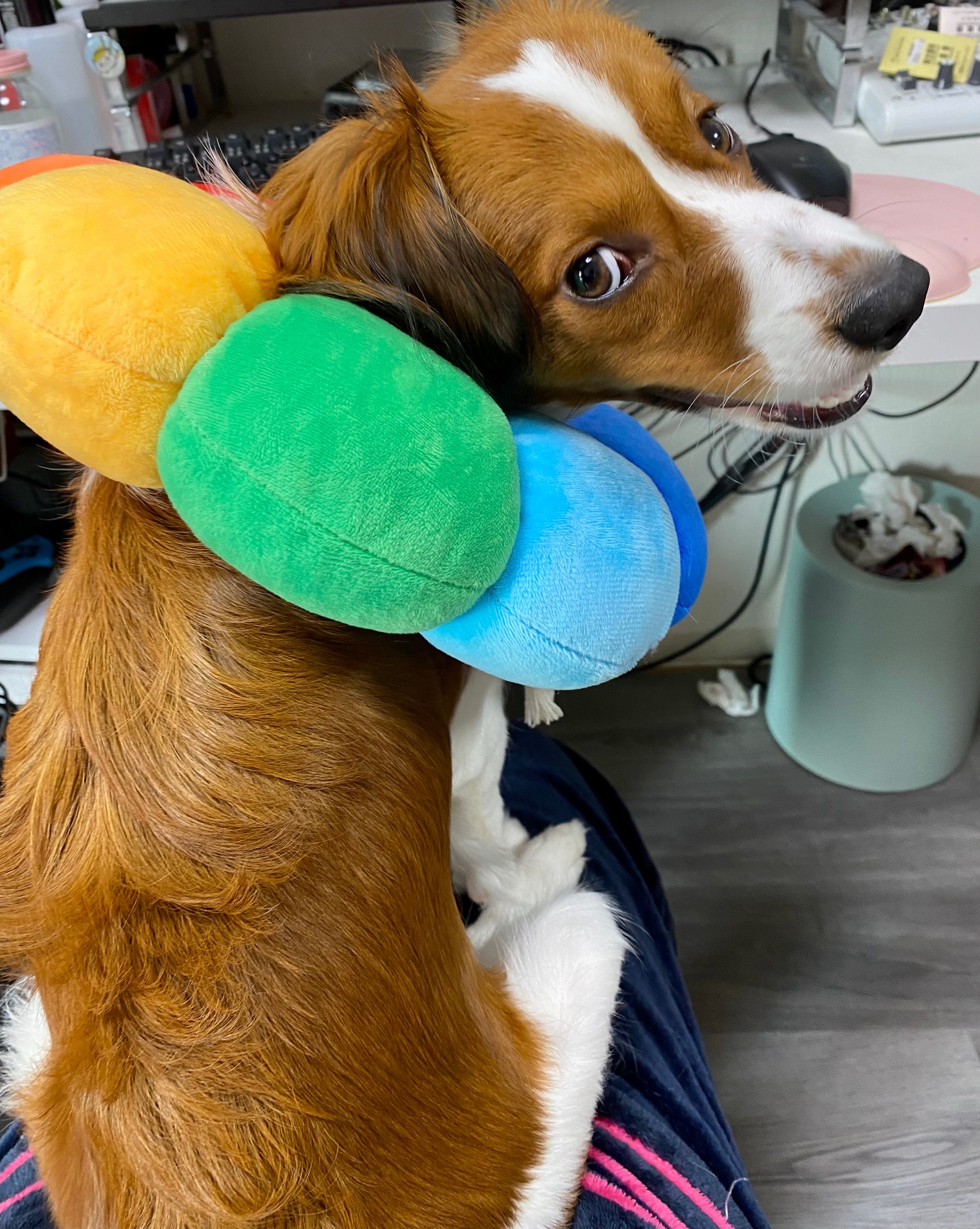 フードストッカー コイケル犬の真朱 マシュマロの樹