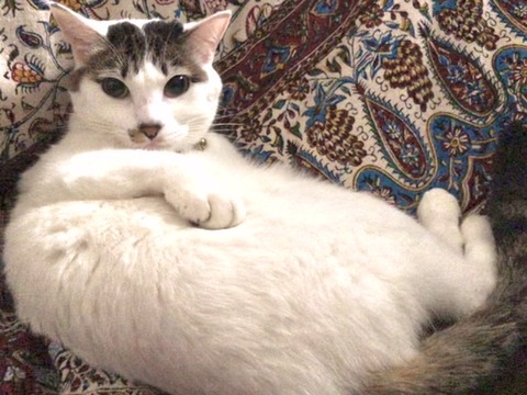 9C915142-8992-4A30-9950-94CA4E77F574