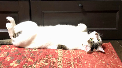 ED4EFC97-AA98-4B3E-8F7F-98E96B87CC30