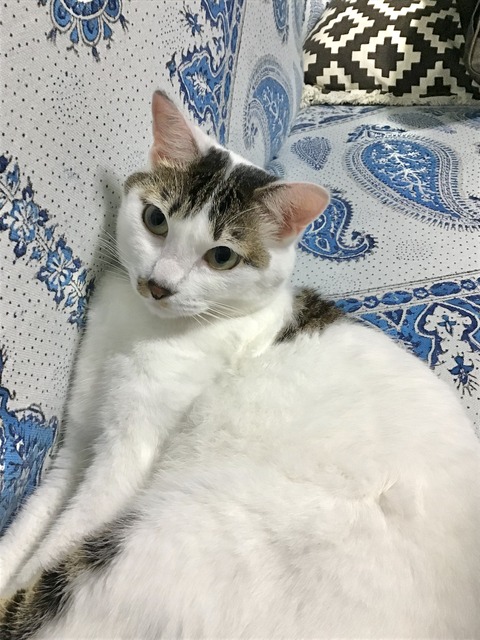 8CCFAF51-7712-42A2-9A32-DA14D4D9784C