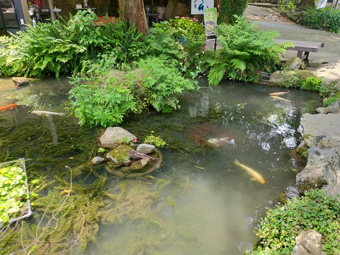 IMG20200604122658