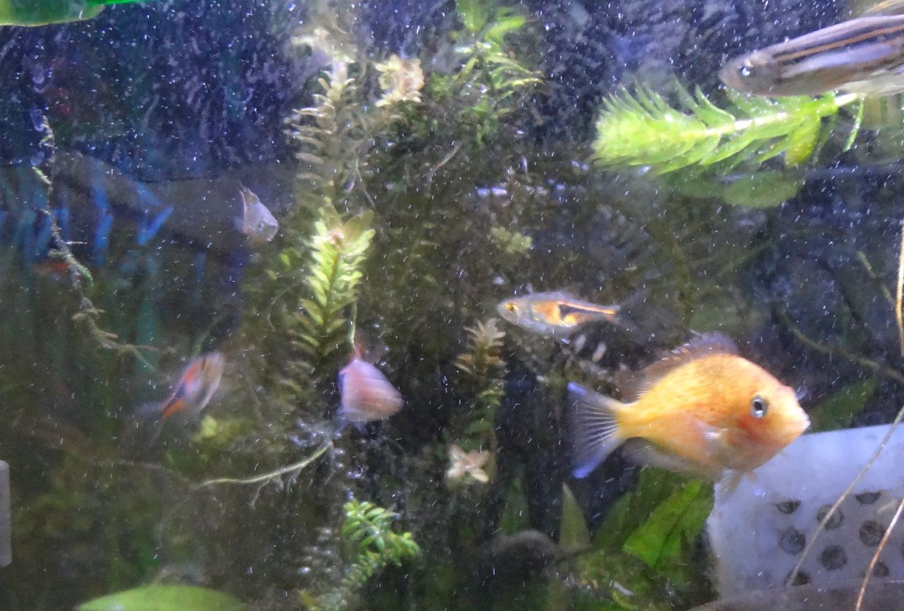 ちょっとマイナー熱帯魚 ゴールデンオレンジ クロマイド Darkangelの新世界創造シンフォニー