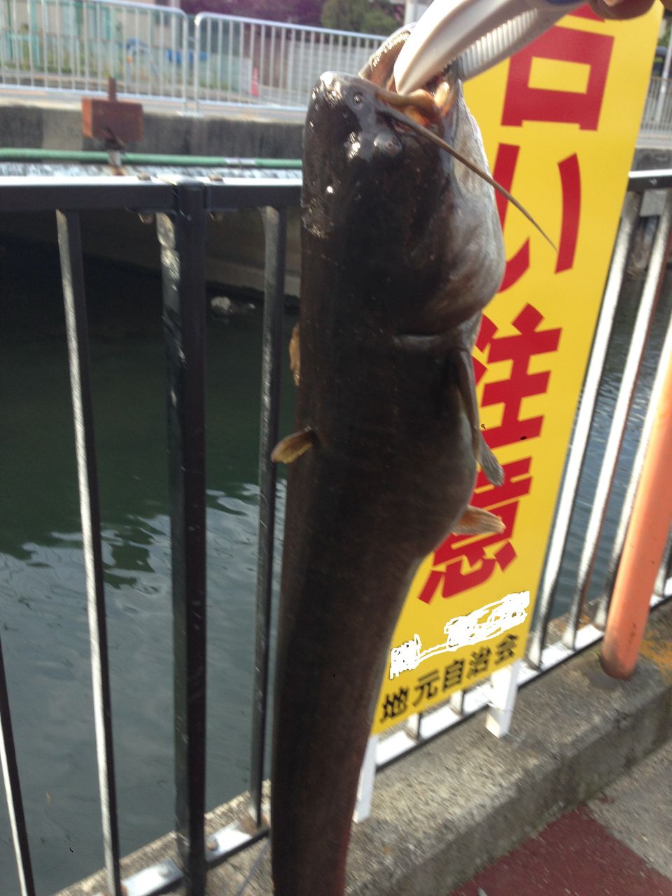 トップでナマズ釣り トップでナマズ釣り