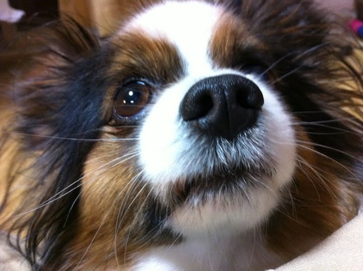 1番可愛い犬種はパピヨンだよな はれぞう 1番可愛い犬種はパピヨンだよな はれぞう
