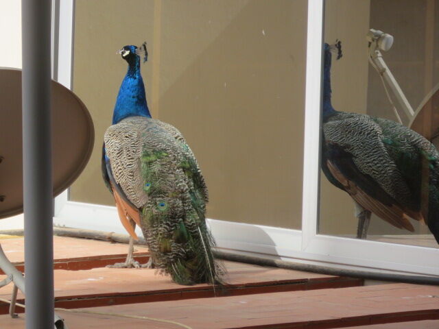 コラの調べに魅せられて ついに孔雀が羽を広げた 年11月17日