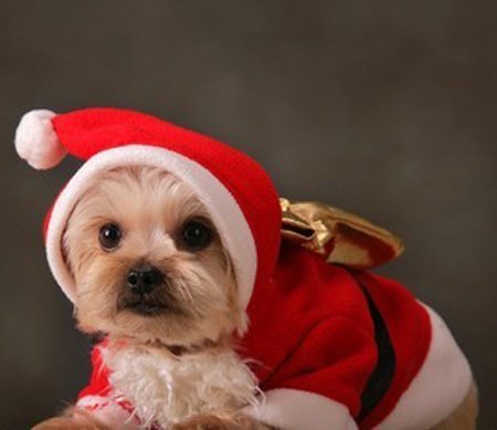 ペットクリスマスの衣服-犬服-プラッシュ素材-の5pcs-585716