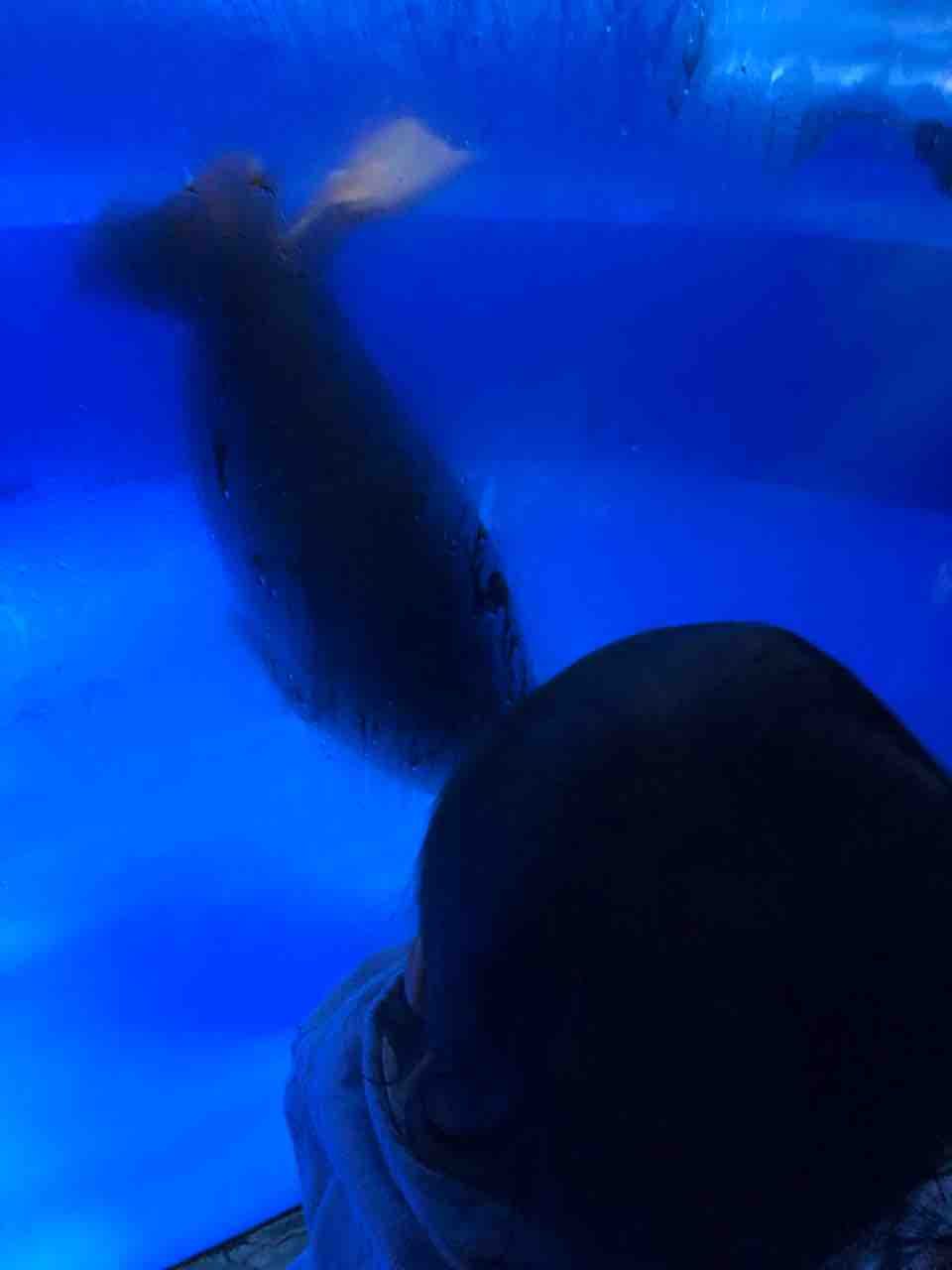 1歳6ヶ月 家族でサンシャイン水族館に行く 混雑とペンギンと ぱぱび