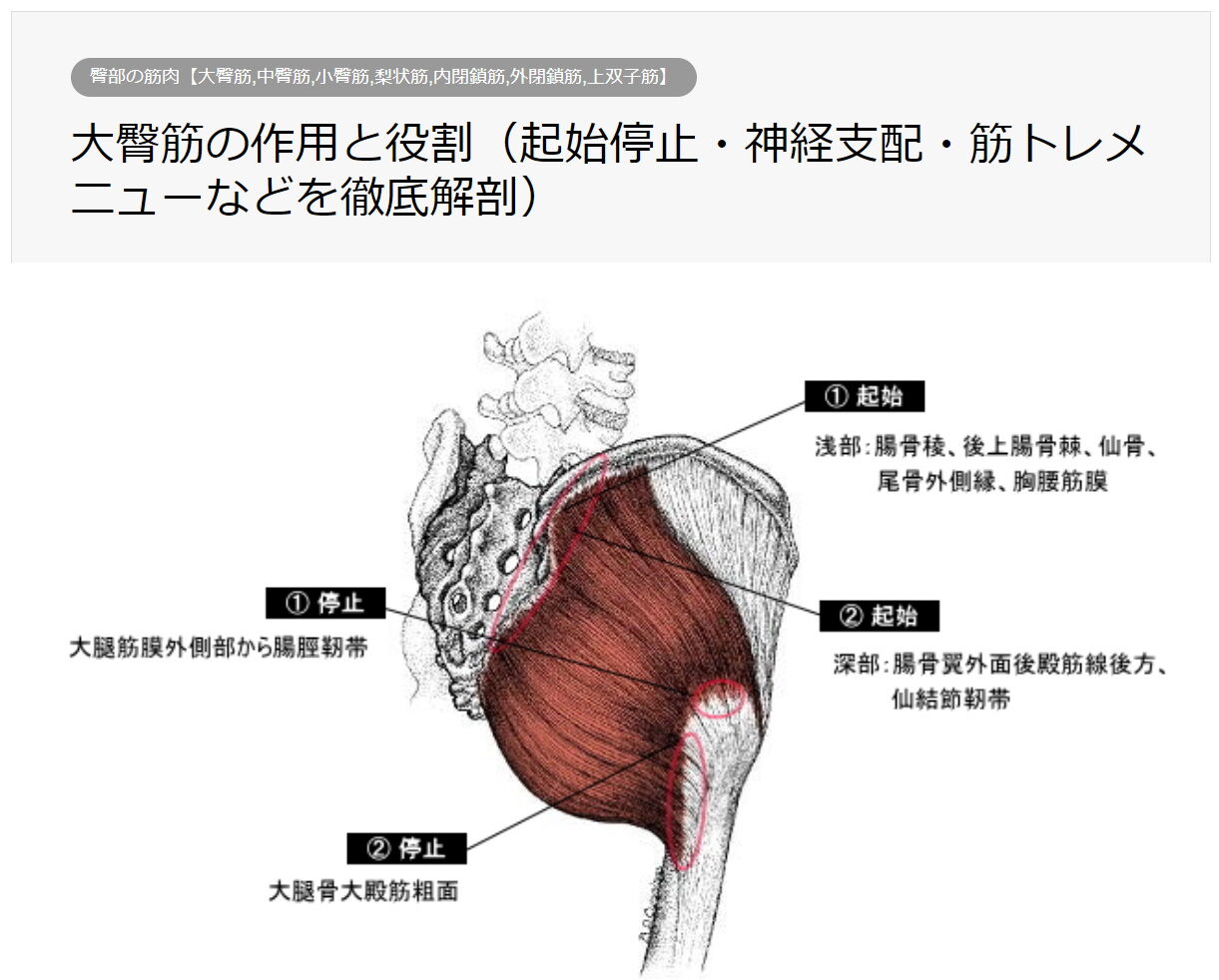 筋 作用 状 梨 【梨状筋】解剖学とストレッチ方法、臨床で役立つ3つの特徴