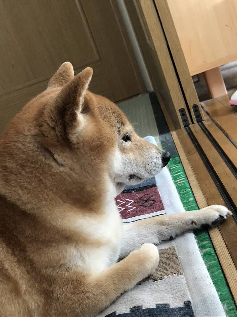 柴犬の横顔が好き過ぎる 寿命2年の柴犬 柴犬の横顔が好き過ぎる 寿命2年の柴犬
