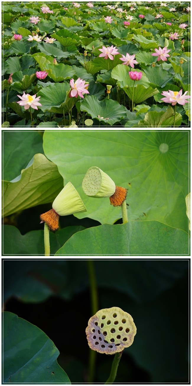 ■DSC03697-vert
