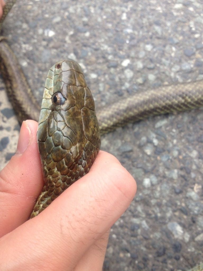 例えば 蛇足 １８７cm