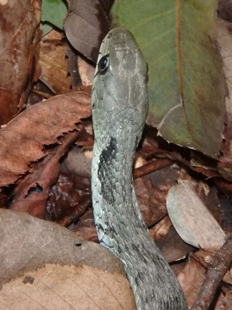 丹後の生き物 ３８ ヤマカガシ 丹後 丹後の野山を歩こう会