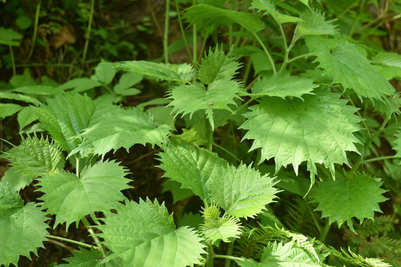 丹後の山野草 346 ミヤマイラクサ 弥栄町小杉 丹後の野山を歩こう会 丹後の山野草 346 ミヤマイラクサ 弥栄町小杉 丹後の野山を歩こう会
