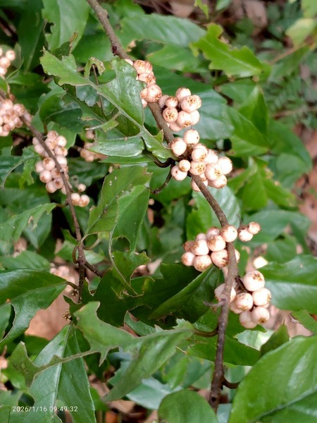 LINE_ALBUM_2026116_260117_7