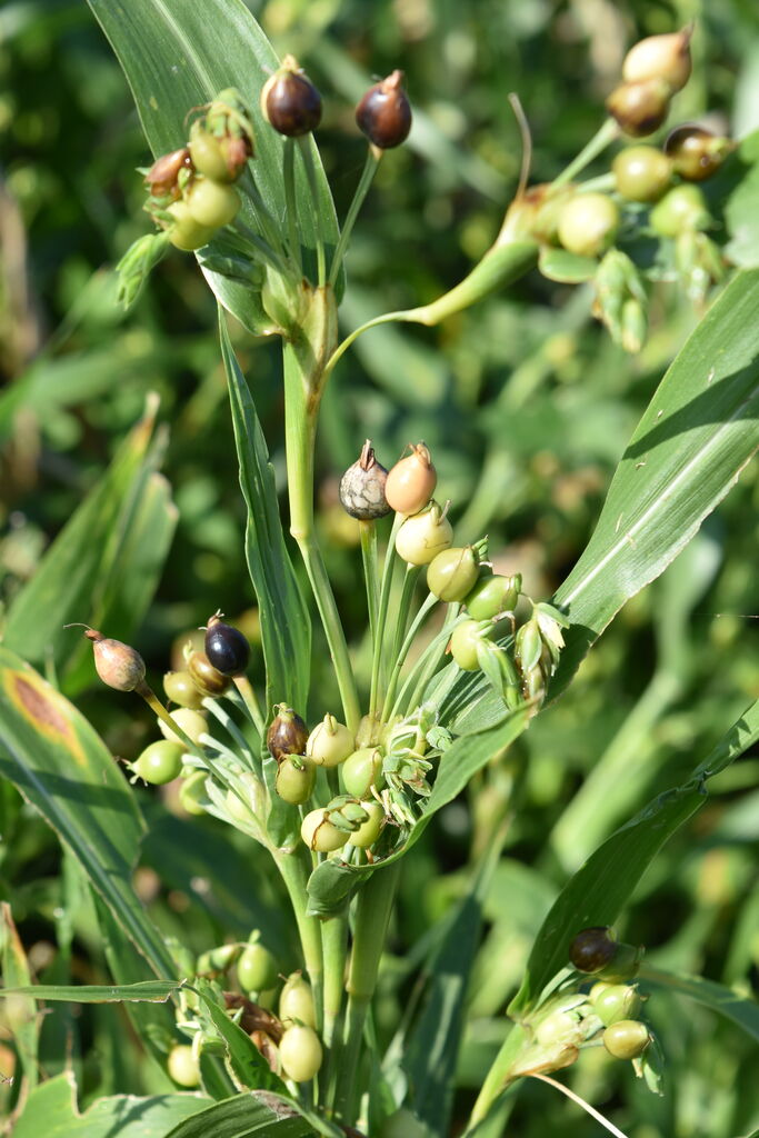 丹後の山野草 ６６７ ジュズダマ 丹後 丹後の野山を歩こう会