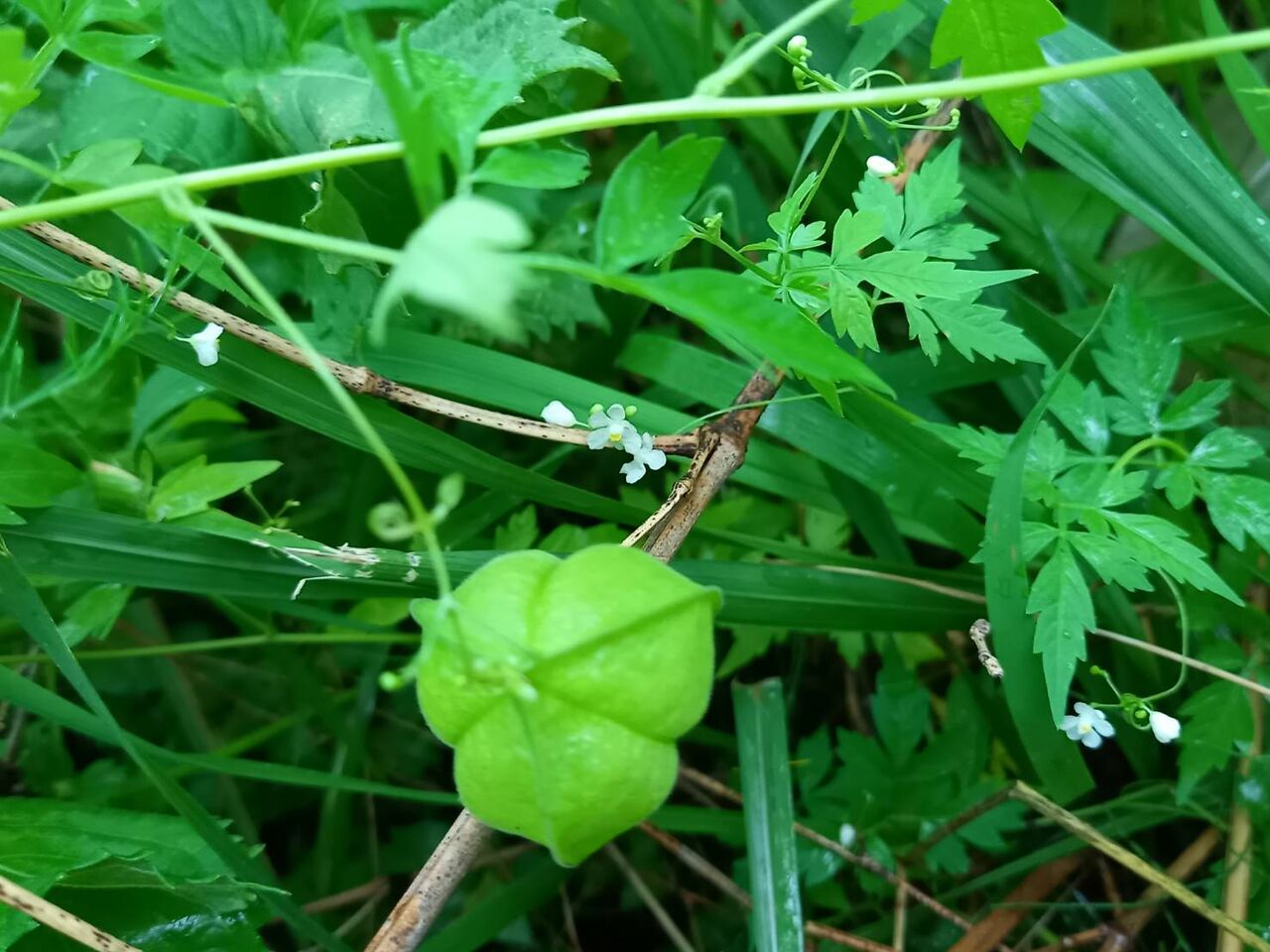 丹後の山野草 742 フウセンカズラ 丹後 丹後の野山を歩こう会 丹後の山野草 742 フウセンカズラ 丹後 丹後の野山を歩こう会