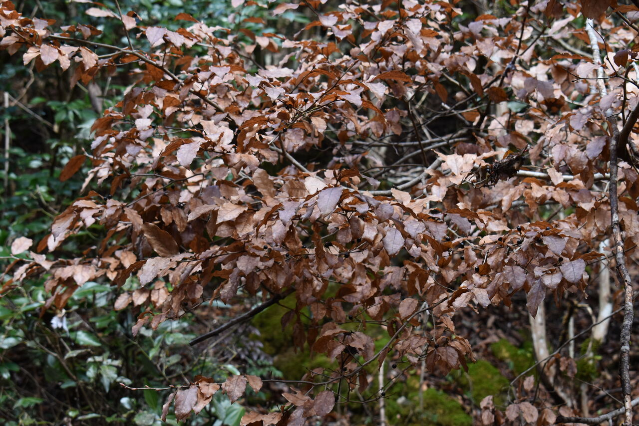 季節の便り」928 「ヤマコウバシ」丹後 : 丹後の野山を歩こう会