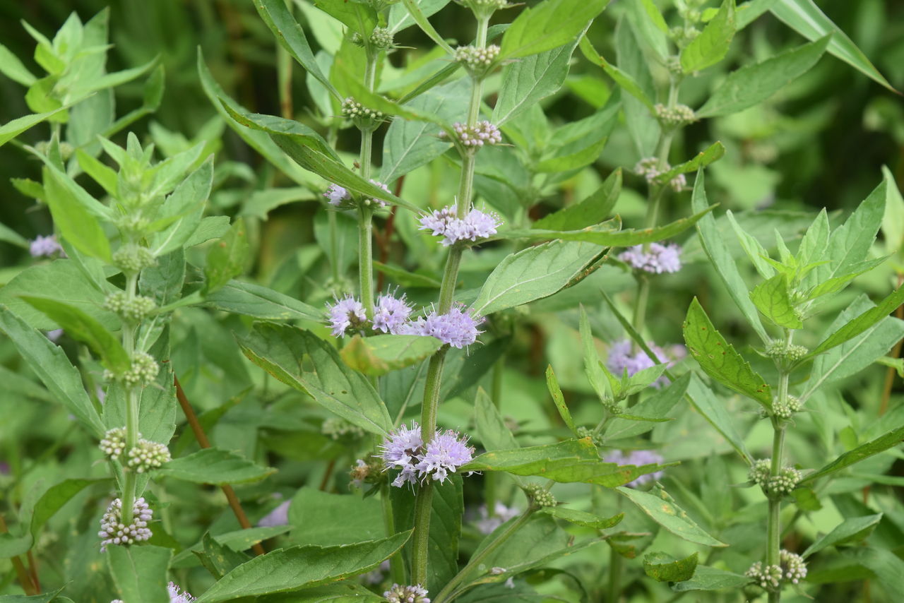 丹後の山野草 ４１７ ニホンハッカ 弥栄町味土野 丹後の野山を歩こう会