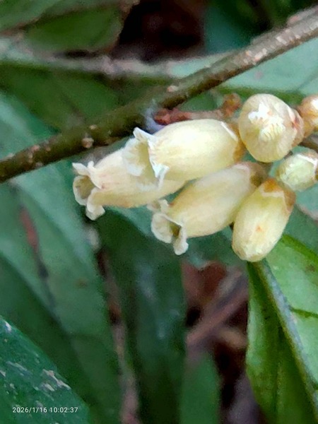 LINE_ALBUM_2026116_260117_6