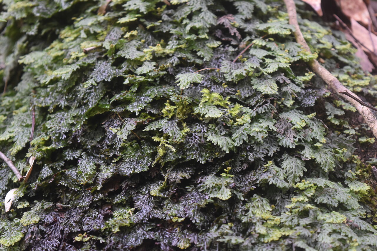 丹後の山野草 ６００ コウヤコケシノブ 丹後 丹後の野山を歩こう会