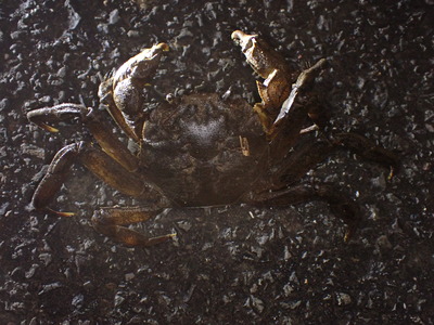 雨の夜によく地上を歩くのが見られる