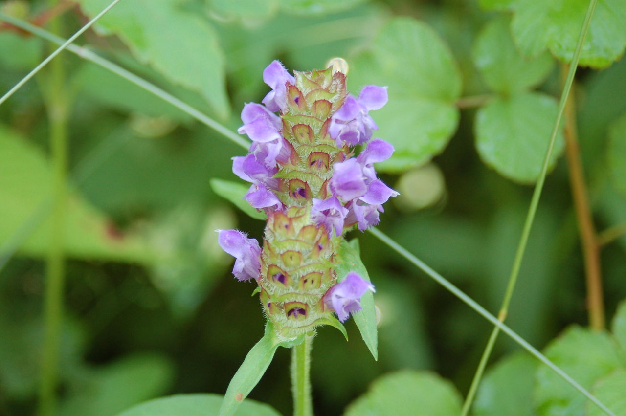 丹後の山野草 ７７ ウツボグサ 弥栄町黒部 丹後の野山を歩こう会