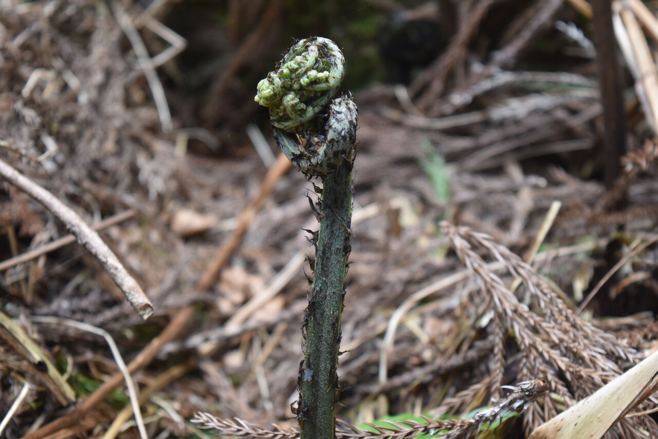 丹後の山野草」613 「オニヒカゲワラビ」丹後 : 丹後の野山を歩こう会