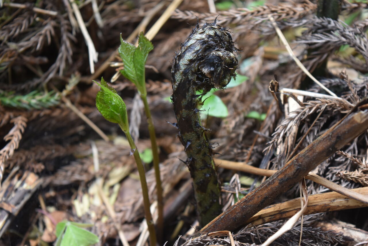 丹後の山野草」613 「オニヒカゲワラビ」丹後 : 丹後の野山を歩こう会