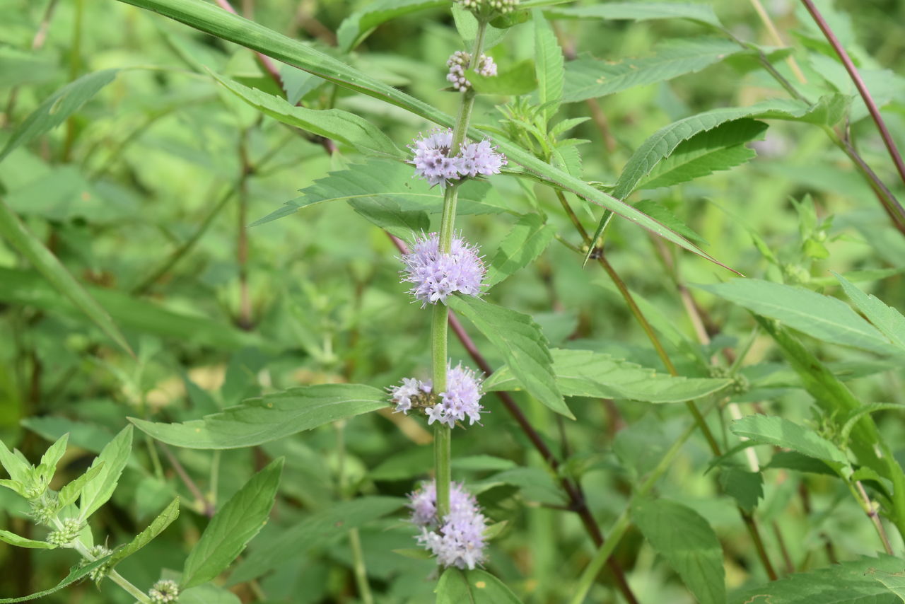 丹後の山野草 ４１７ ニホンハッカ 弥栄町味土野 丹後の野山を歩こう会