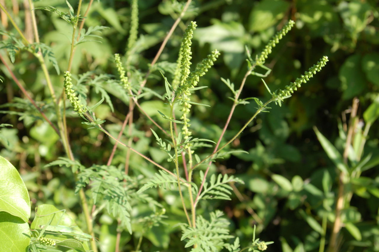 丹後の山野草 ５７５ ブタクサ 丹後 丹後の野山を歩こう会