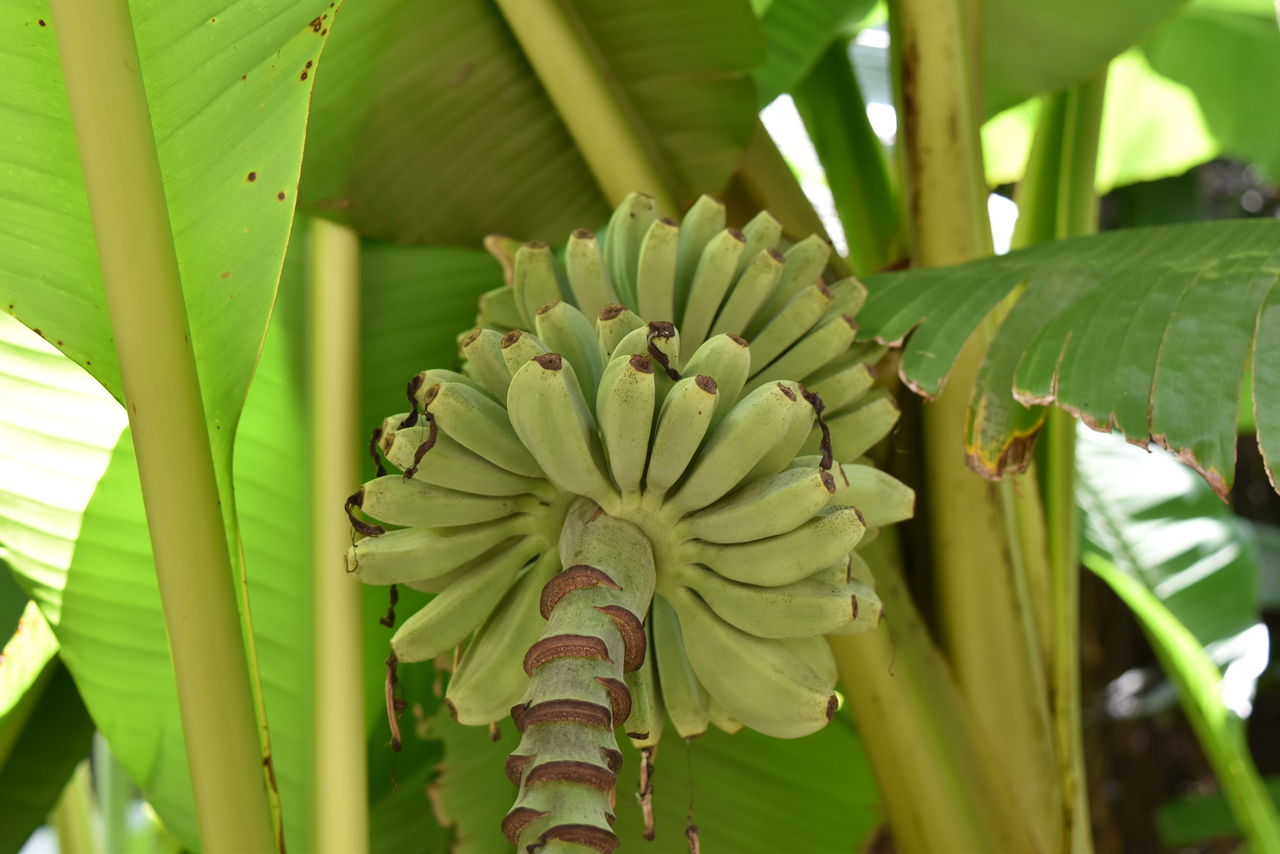 丹後の山野草 ５５１ バショウ 丹後 丹後の野山を歩こう会