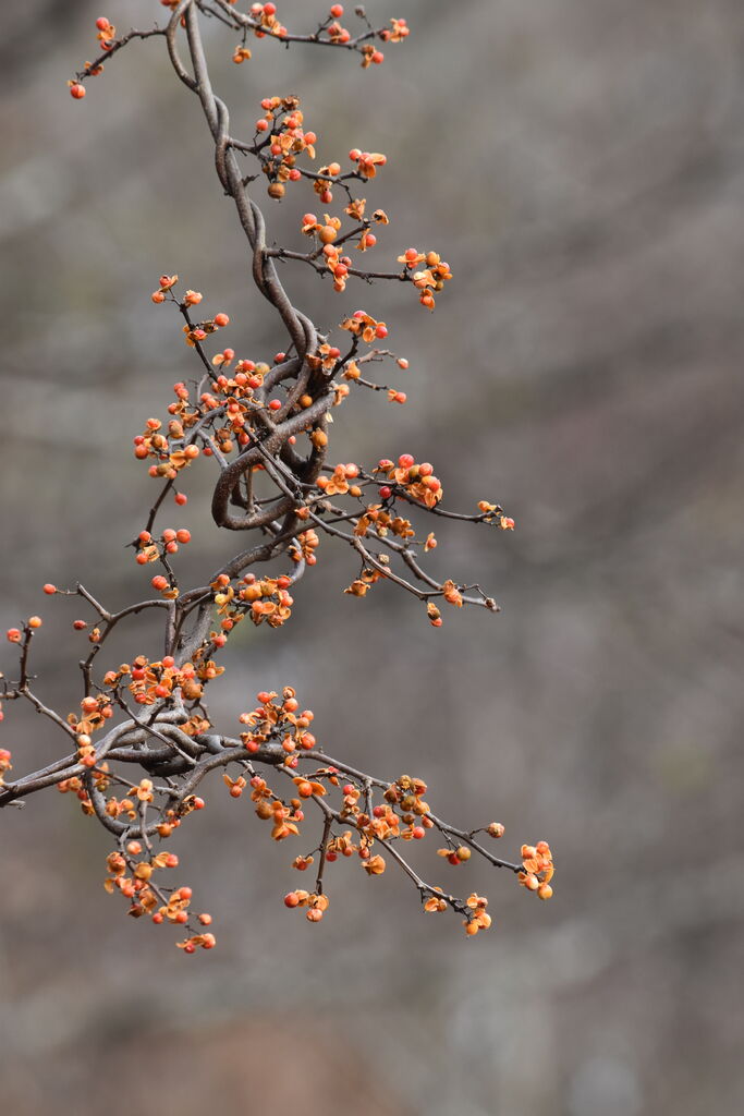 季節の便り」762 「ツルウメモドキ」丹後 : 丹後の野山を歩こう会