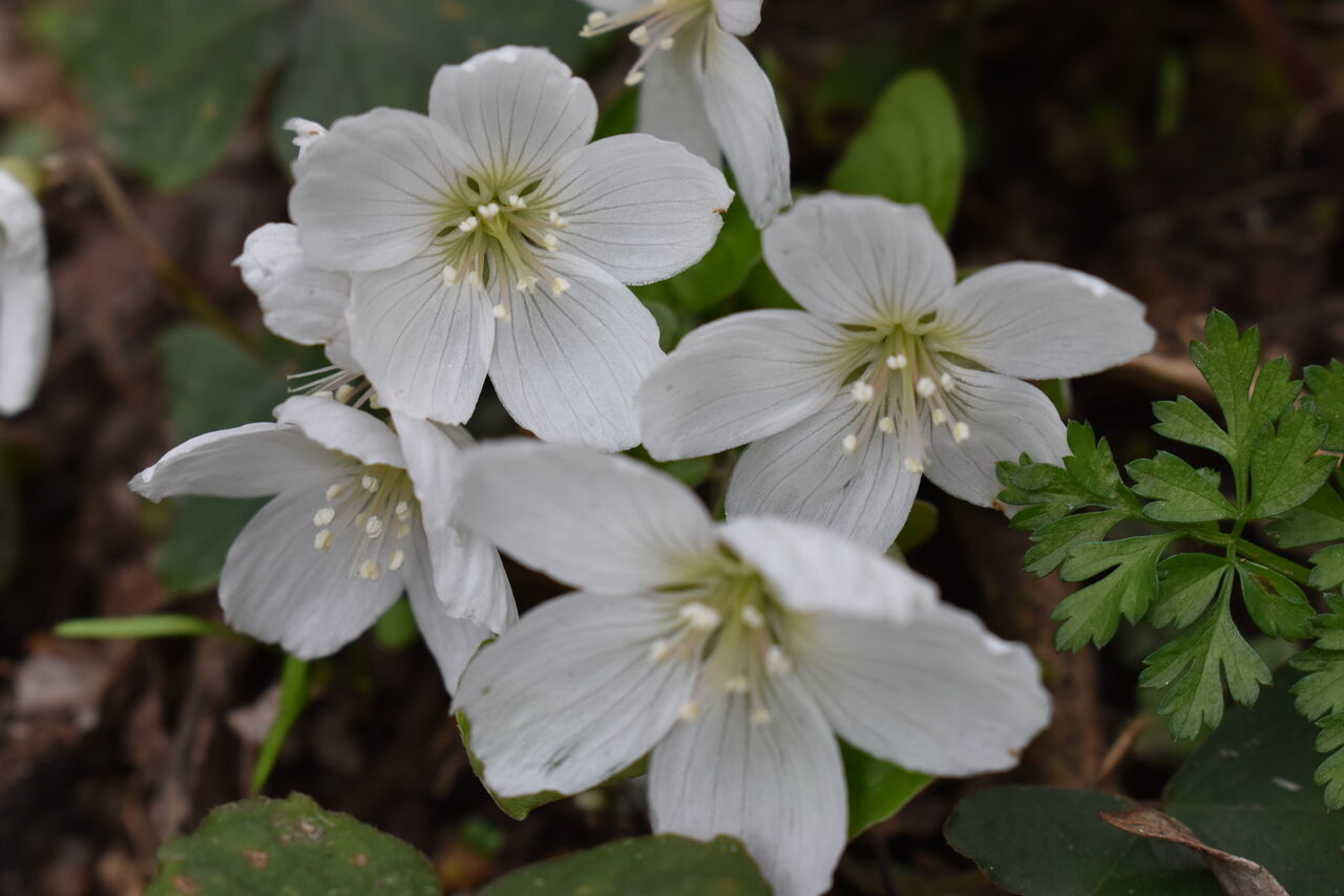 季節の便り ２５６ ミヤマカタバミ 弥栄町黒部 丹後の野山を歩こう会