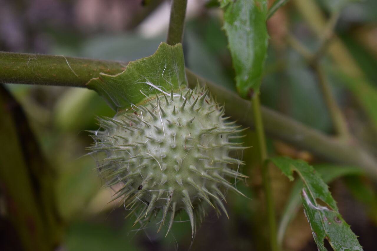 丹後の山野草 ７２８ ２ アメリカチョウセンアサガオ 丹後 丹後の野山を歩こう会