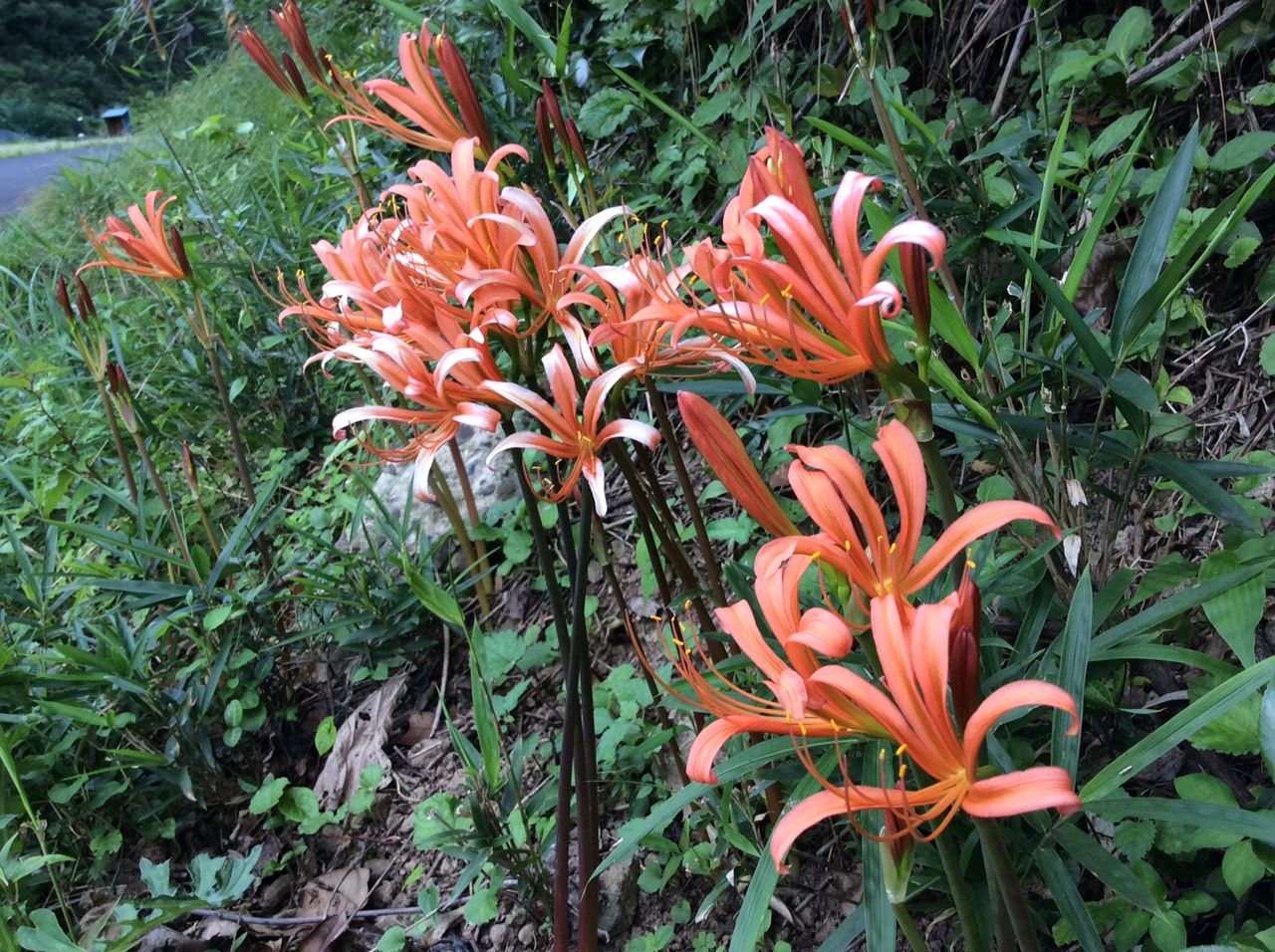 丹後の山野草 ９９ オオキツネノカミソリ 丹後 丹後の野山を歩こう会