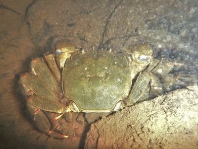 魚の住めない上流域まで海から遡上する