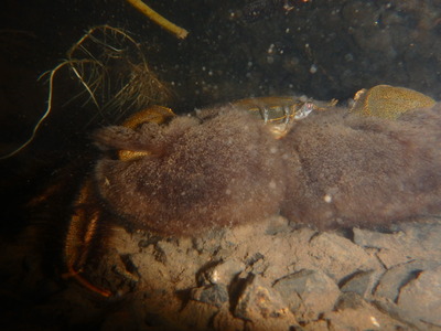 水中で見る　ハサミの毛で体を隠す