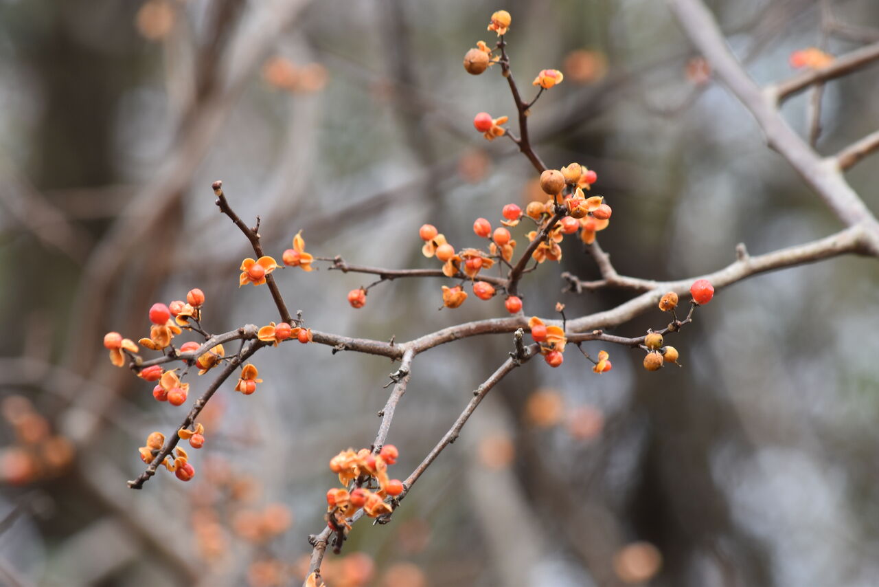 ツルウメモドキ 季節の便り」762 「ツルウメモドキ」丹後 : 丹後の野山を歩こう会