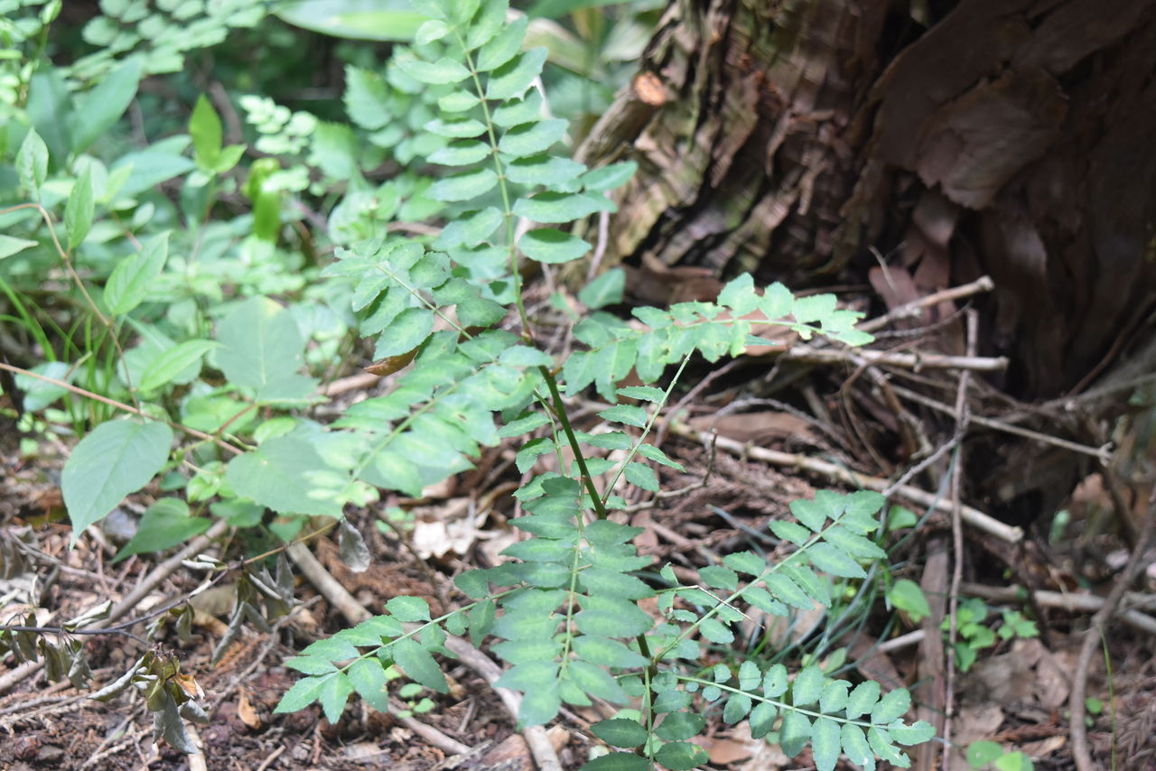 丹後の樹木 １６７ サンショウ 弥栄町金剛童子山 丹後の野山を歩こう会