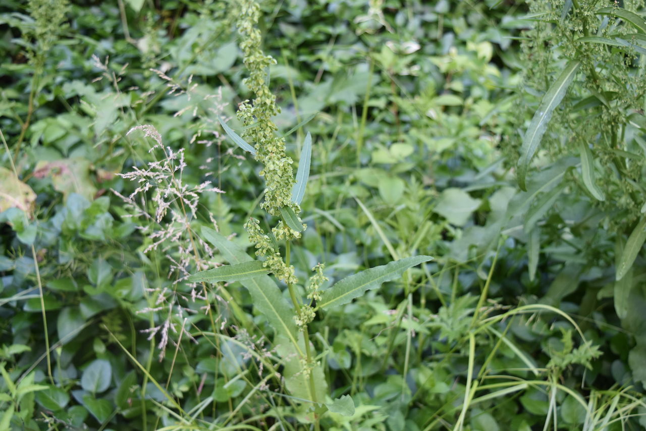 丹後の山野草 ３６１ ギシギシ 丹後町小脇 丹後の野山を歩こう会