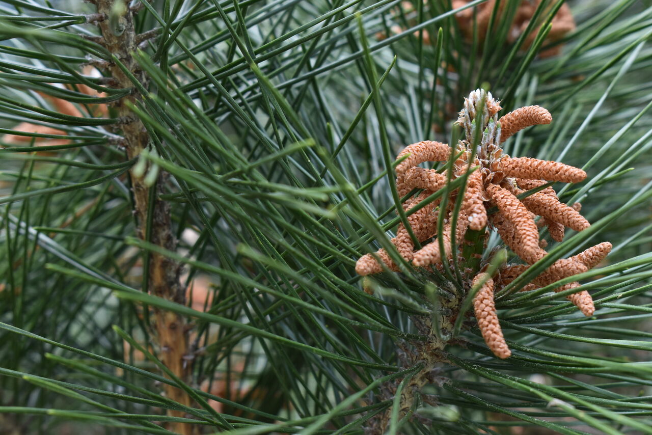 丹後の樹木 ２８７ マツ 久美浜町 丹後の野山を歩こう会