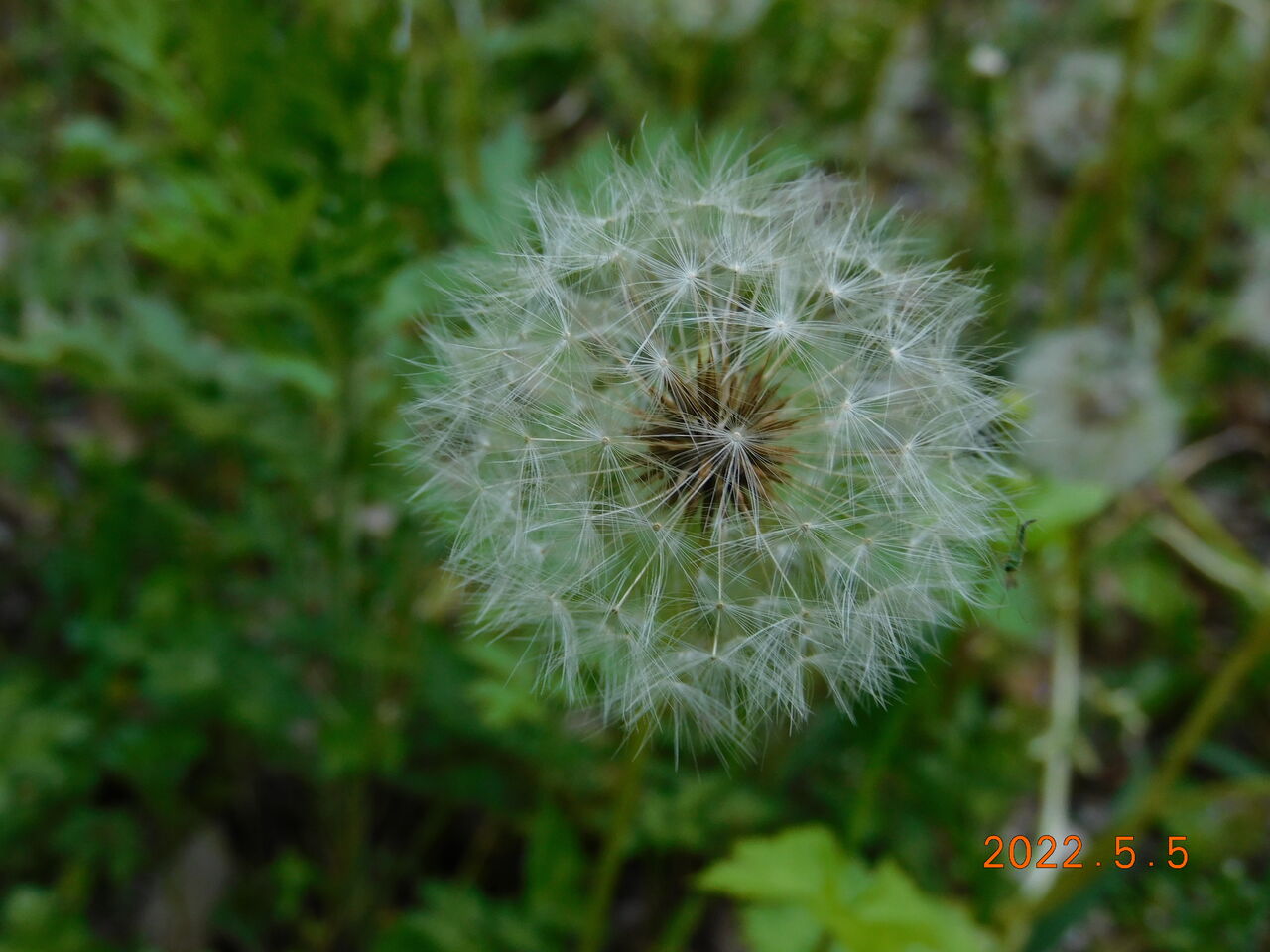 季節の便り 282 タンポポ 網野町 丹後の野山を歩こう会 季節の便り 282 タンポポ 網野町 丹後の野山を歩こう会