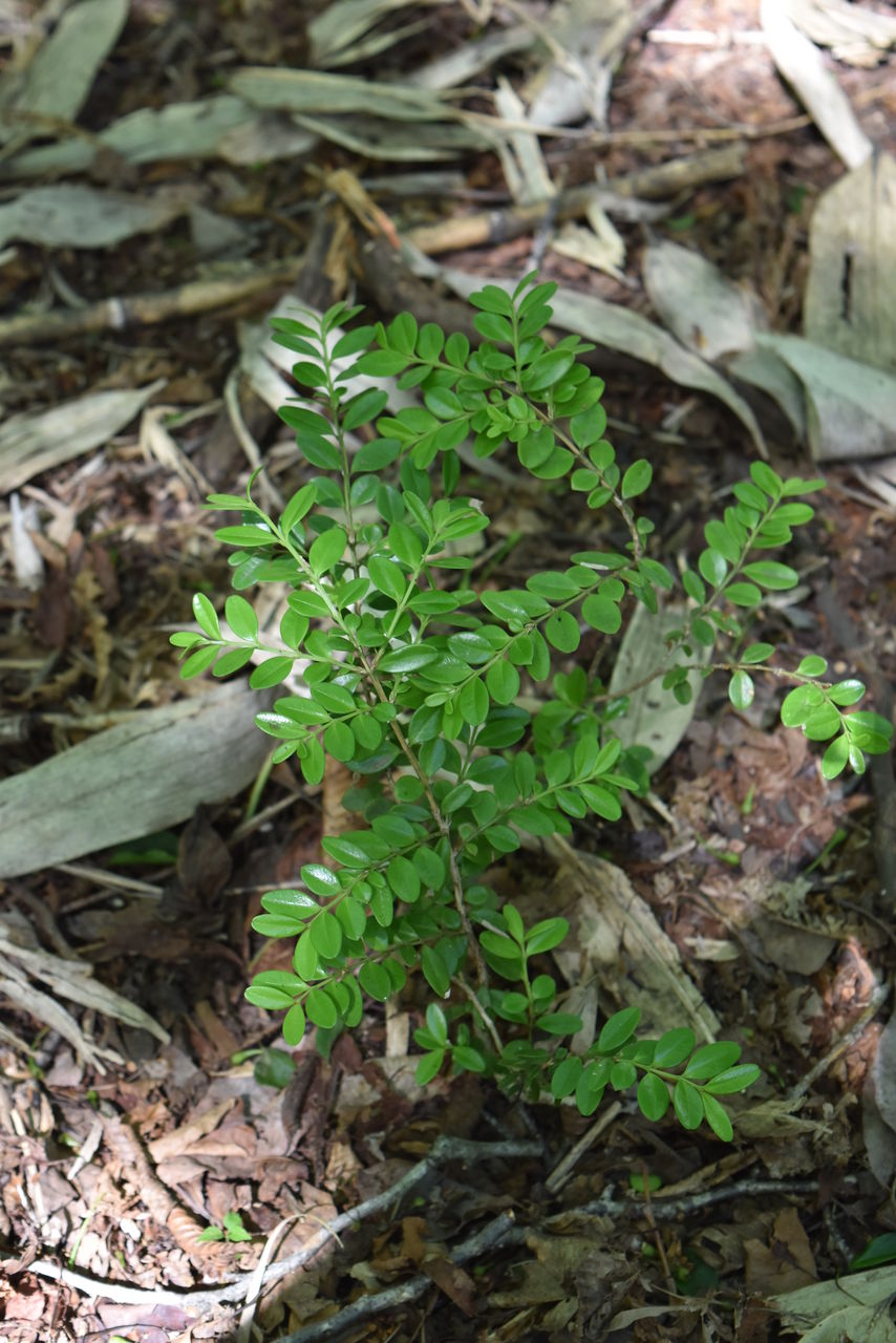 丹後の樹木 ２１９ ツゲ 宮津市杉山 丹後の野山を歩こう会