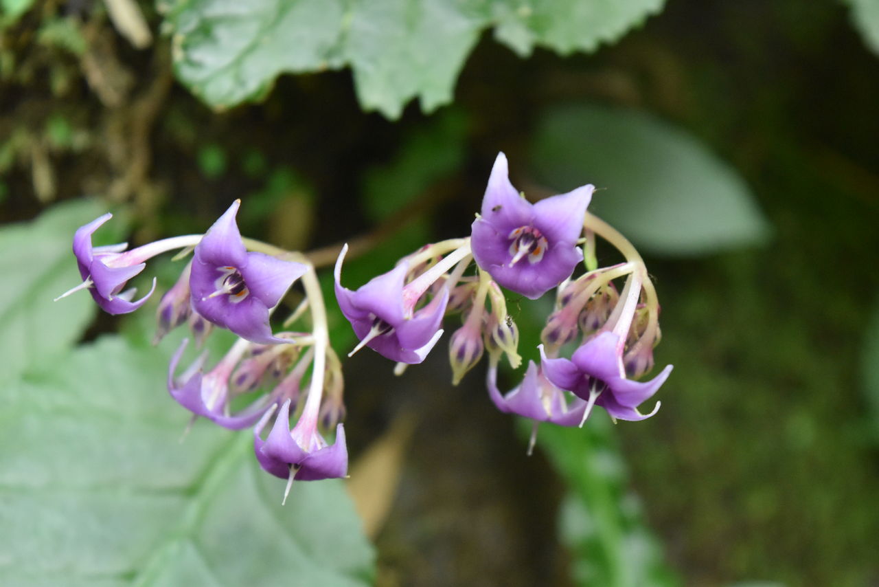 丹後の山野草 ４８２ イワタバコ 丹後半島 丹後の野山を歩こう会