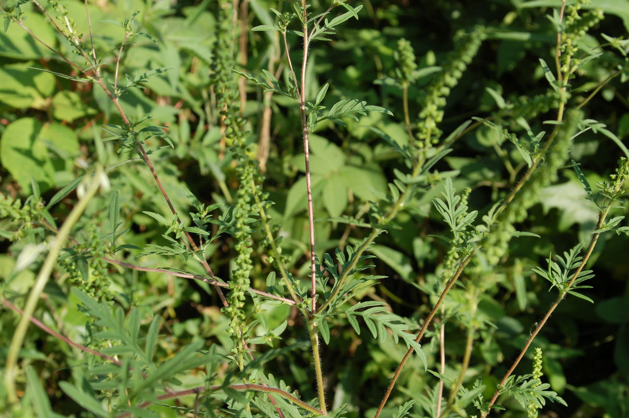 丹後の山野草 ５７５ ブタクサ 丹後 丹後の野山を歩こう会