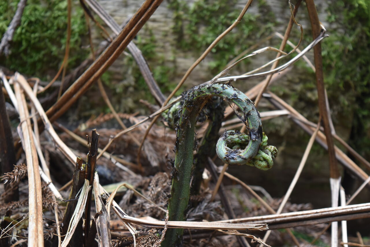 丹後の山野草」613 「オニヒカゲワラビ」丹後 : 丹後の野山を歩こう会
